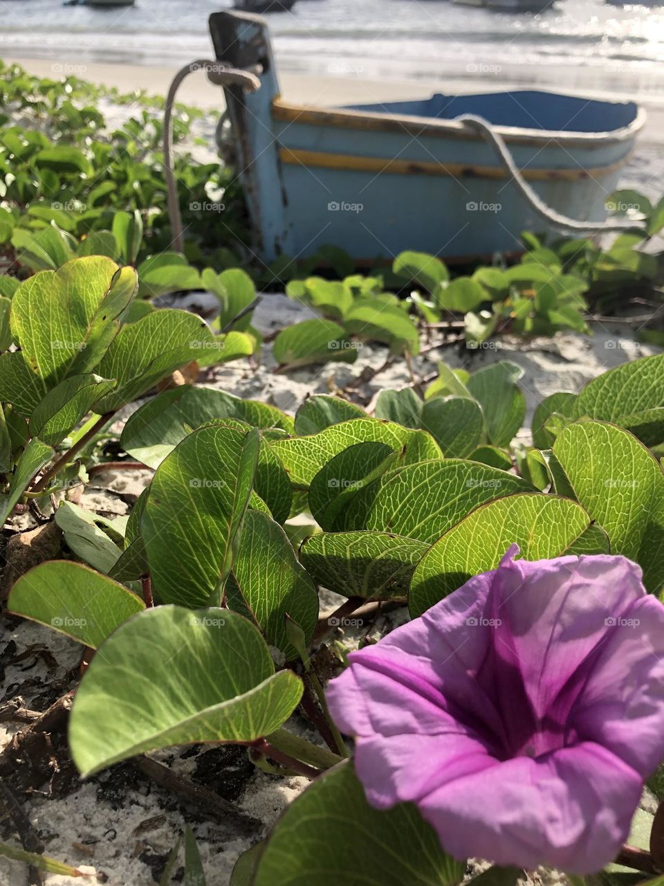 Barco + flor.