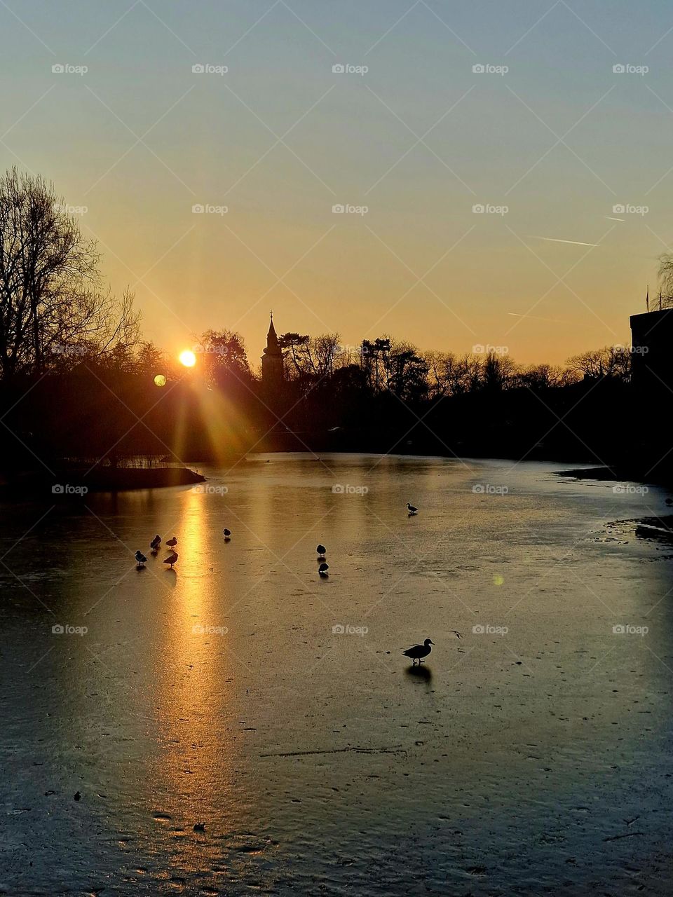 wild ducks on frozen lake