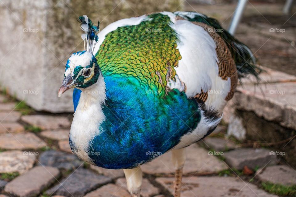Blue and white peacock 