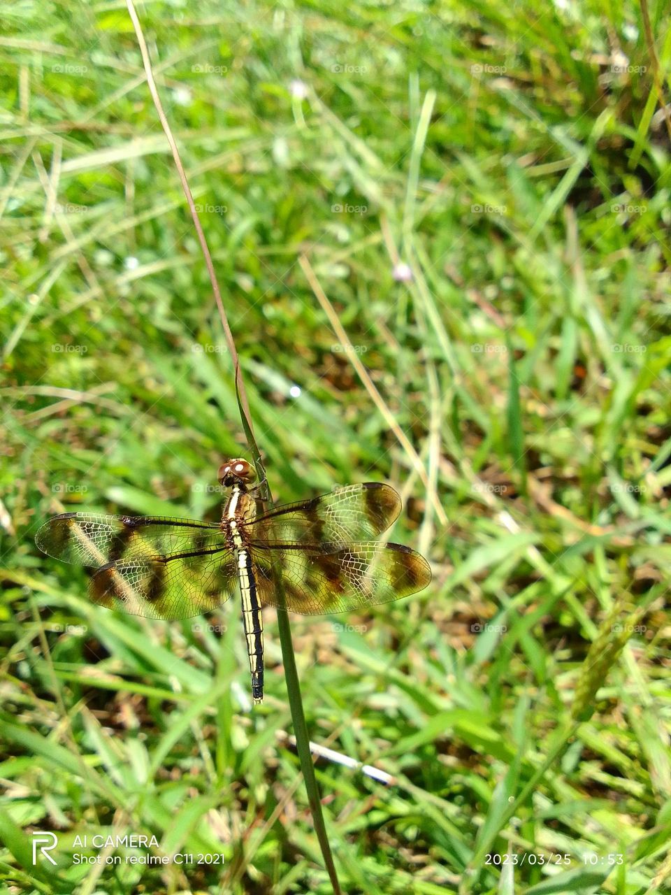 Dragonfly in sri lanka