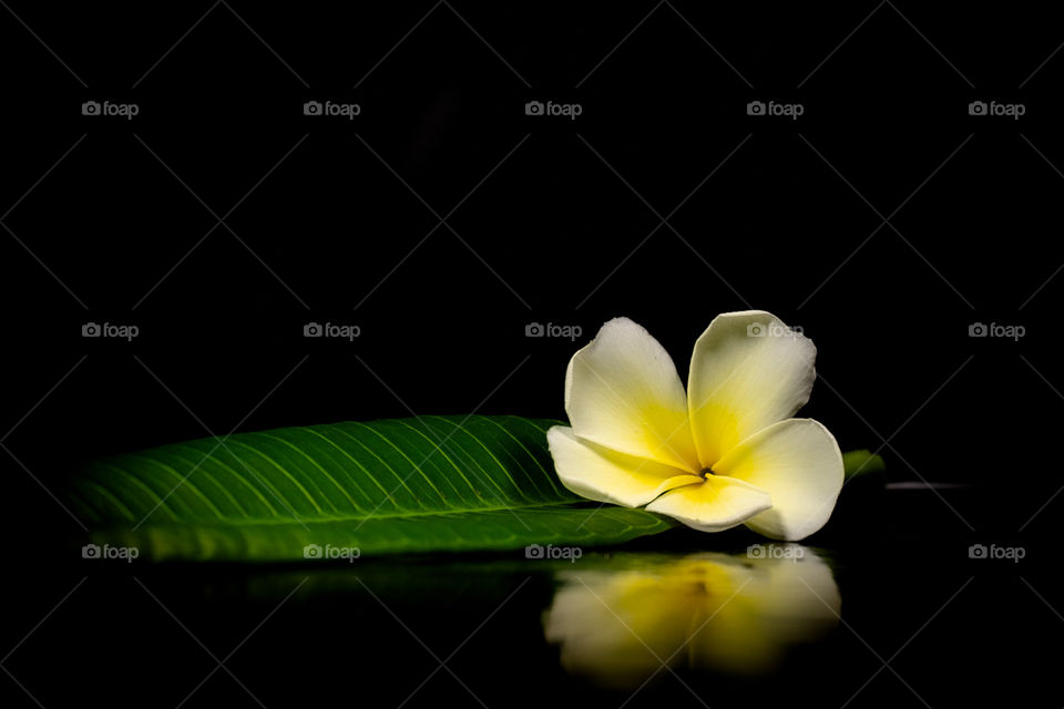 Frangipani flowers in Thailand