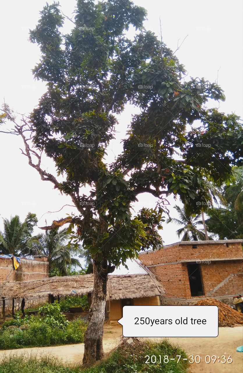 250 years old tree