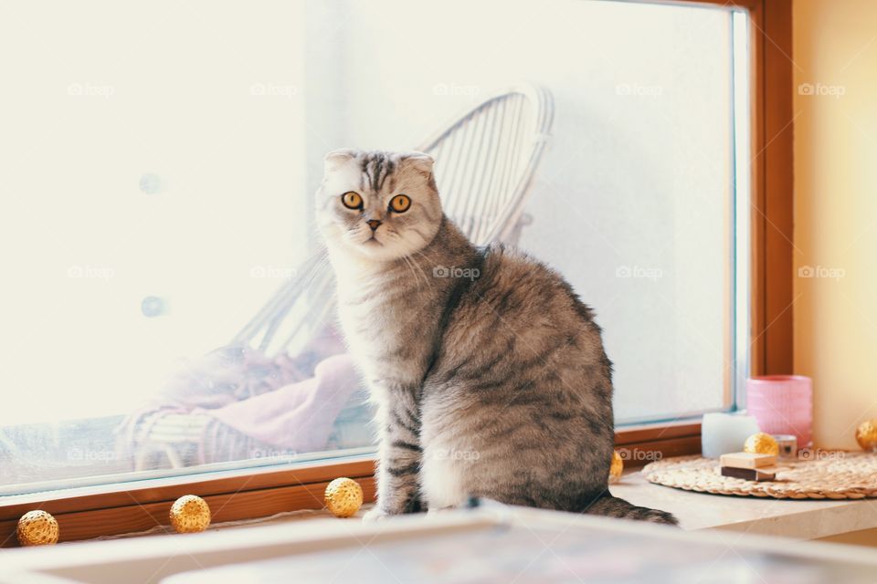 Gray cat with big yellow eyes sitting on the windowsill near the window
