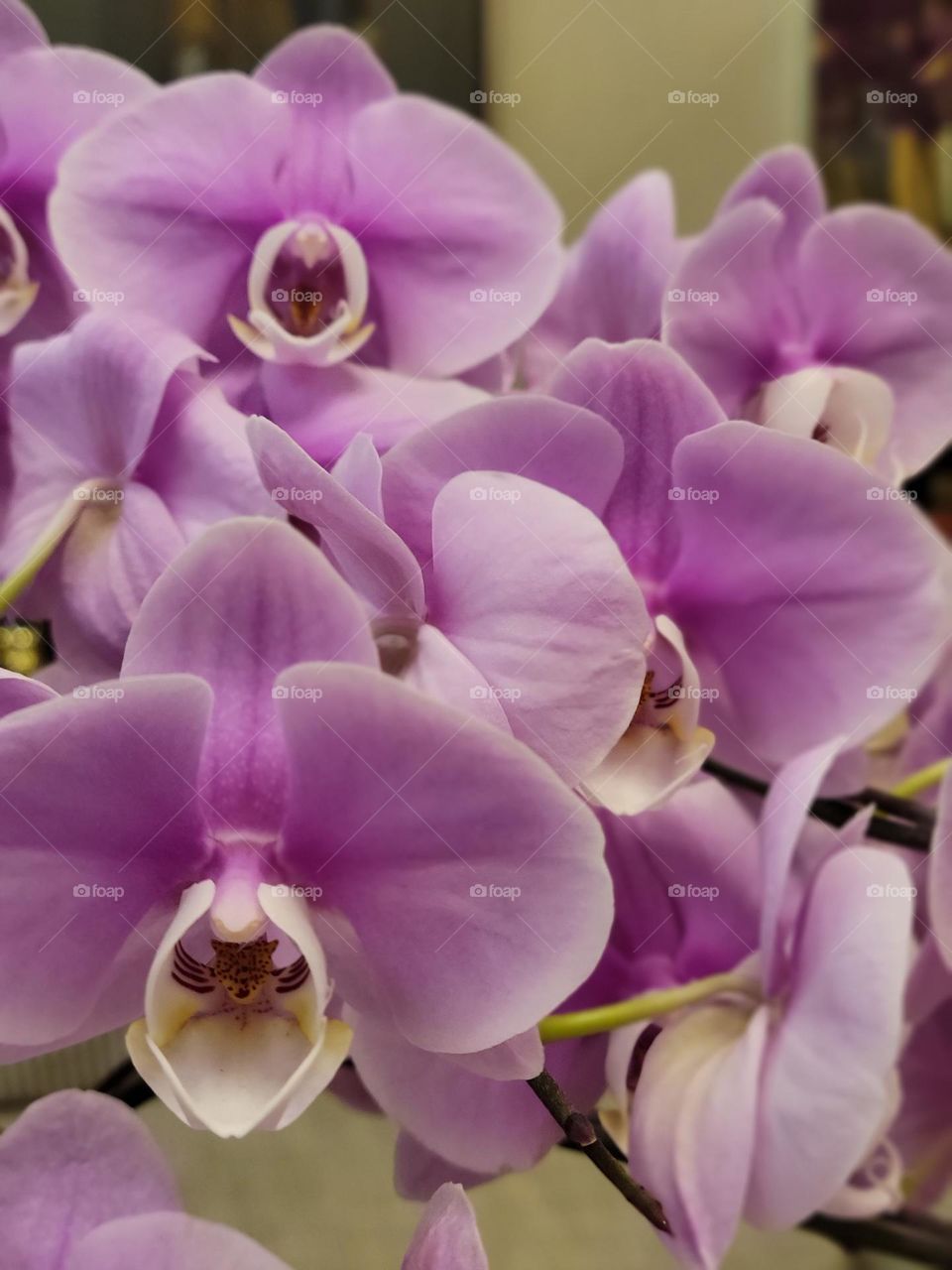 Orchids