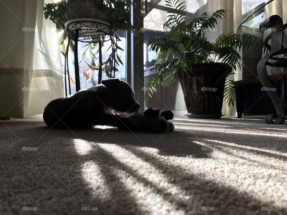 Puppy Silhouette 