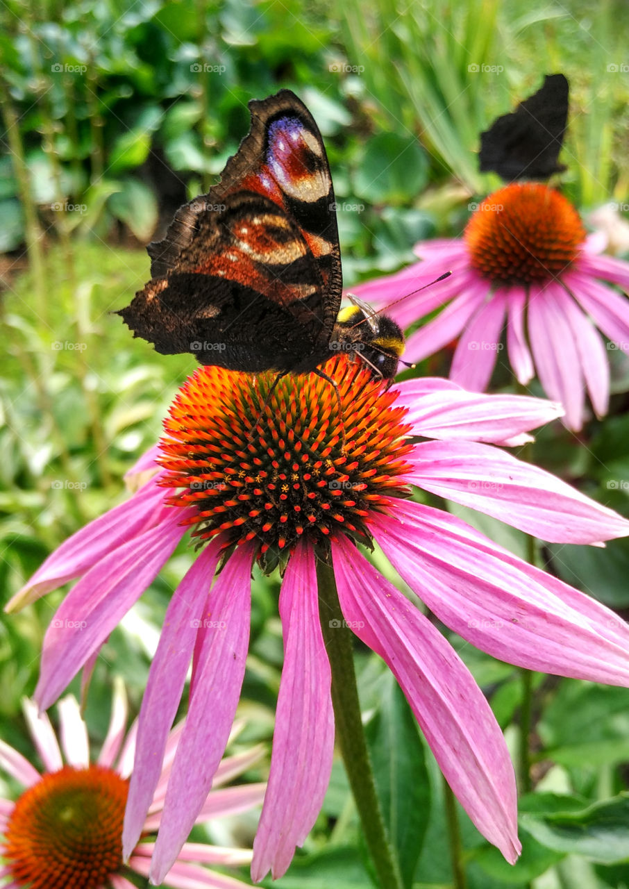 Butterfly on a flower