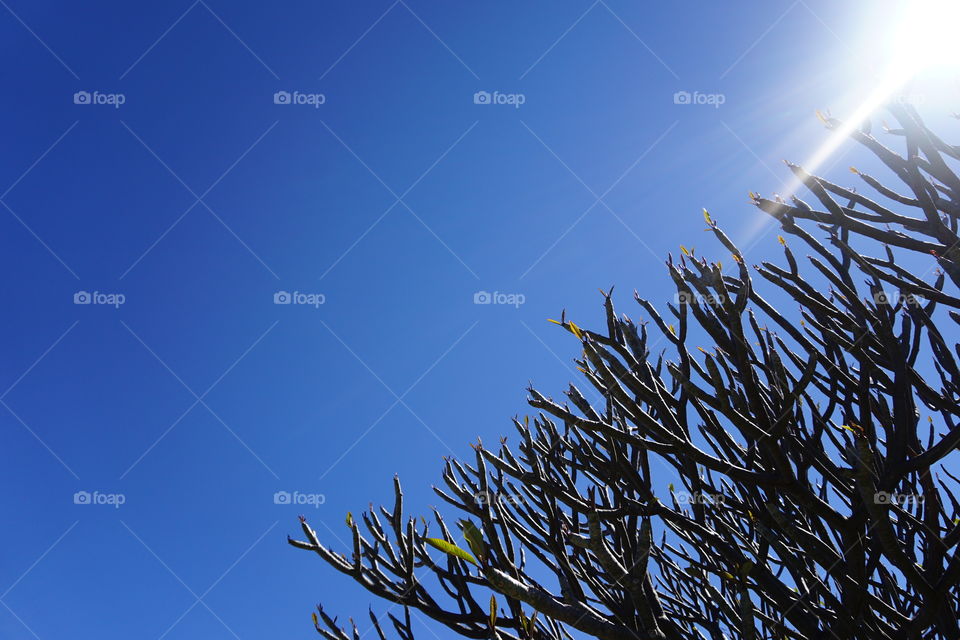 View of plant in front of blue sky
