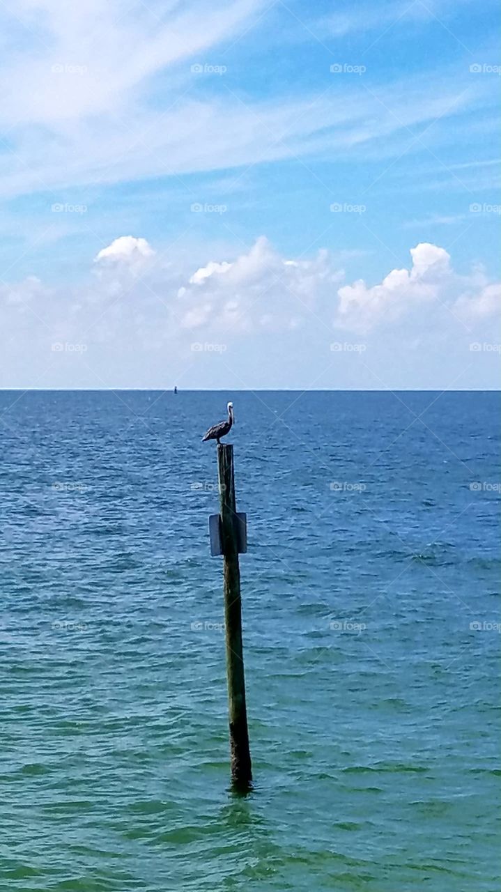 waterfowl on a stick. Clearwater Beach Florida