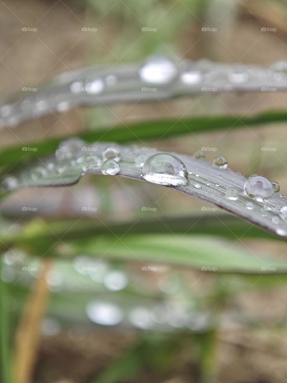 Drops