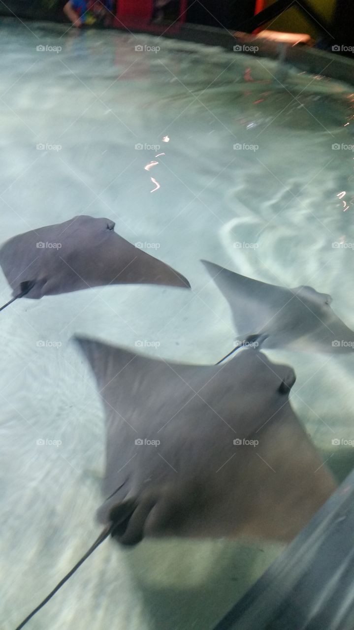 sting rays