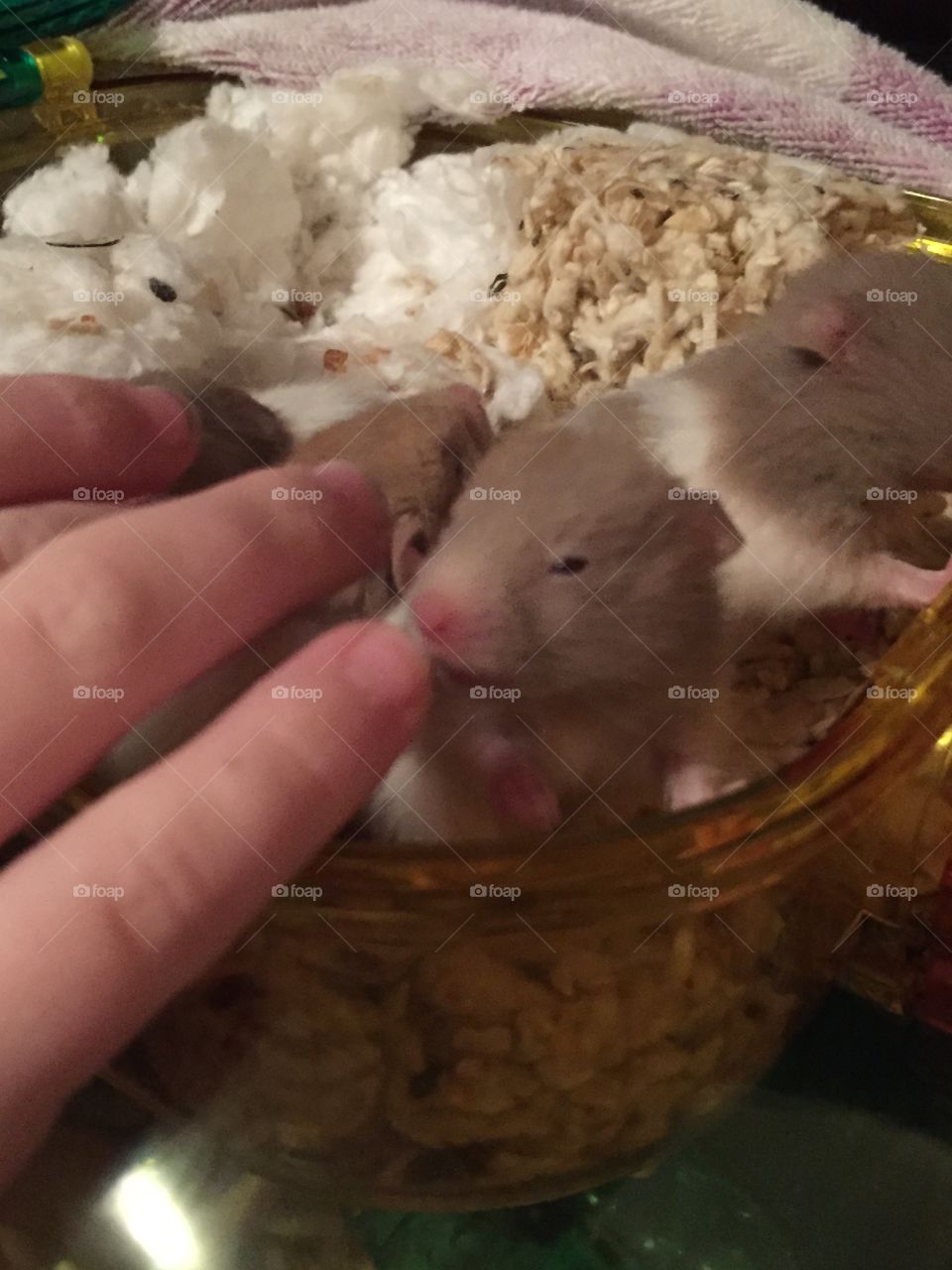 Petting the hamster babies. 