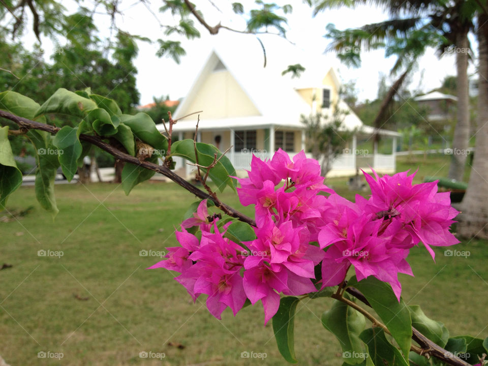 Pink Bougainvillea