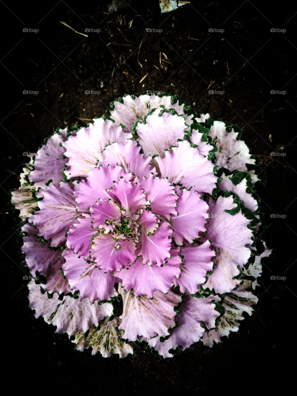 the indoor plants add life and soul to the living room