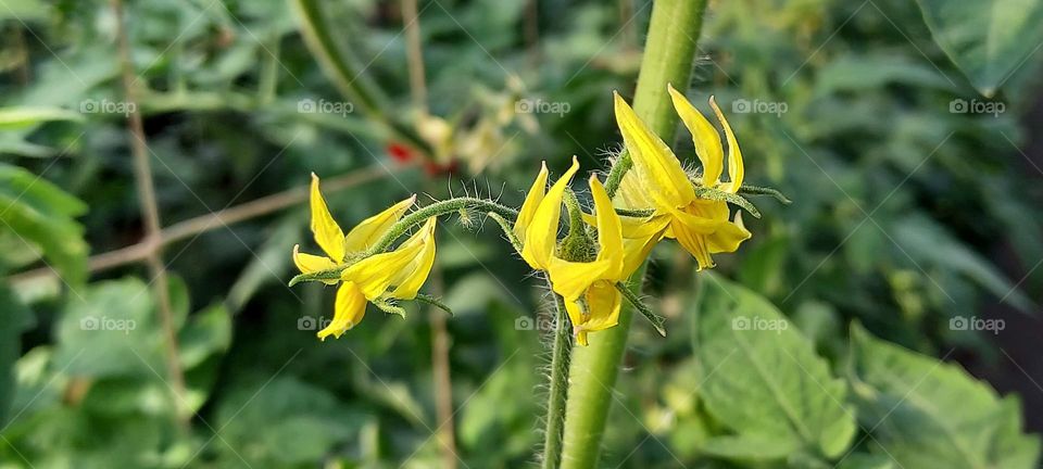 tomato flowers