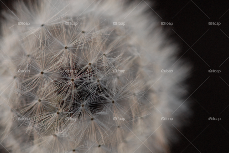 nature dandelion flower macro by lightanddrawing