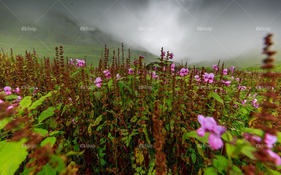 beautiful flowers from Mandini valley, Garhwal, Himachal Pradesh, India