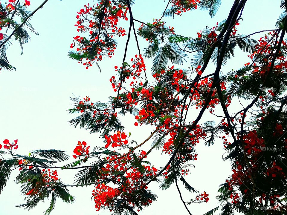 Royal poinciana