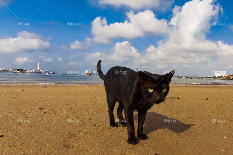 A cat waiting for the right moment to strike its prey on a bright and sunny day at the beach!
