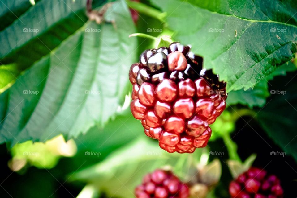 Raspberries