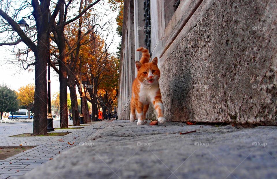 the real cat walk. a friendly cat in the city of Istanbul