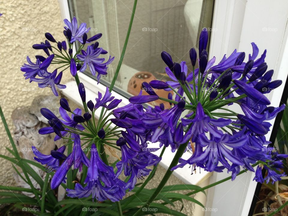 Agapanthus