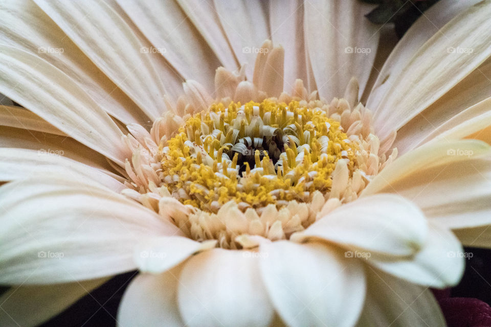 dried flower in an arrangement