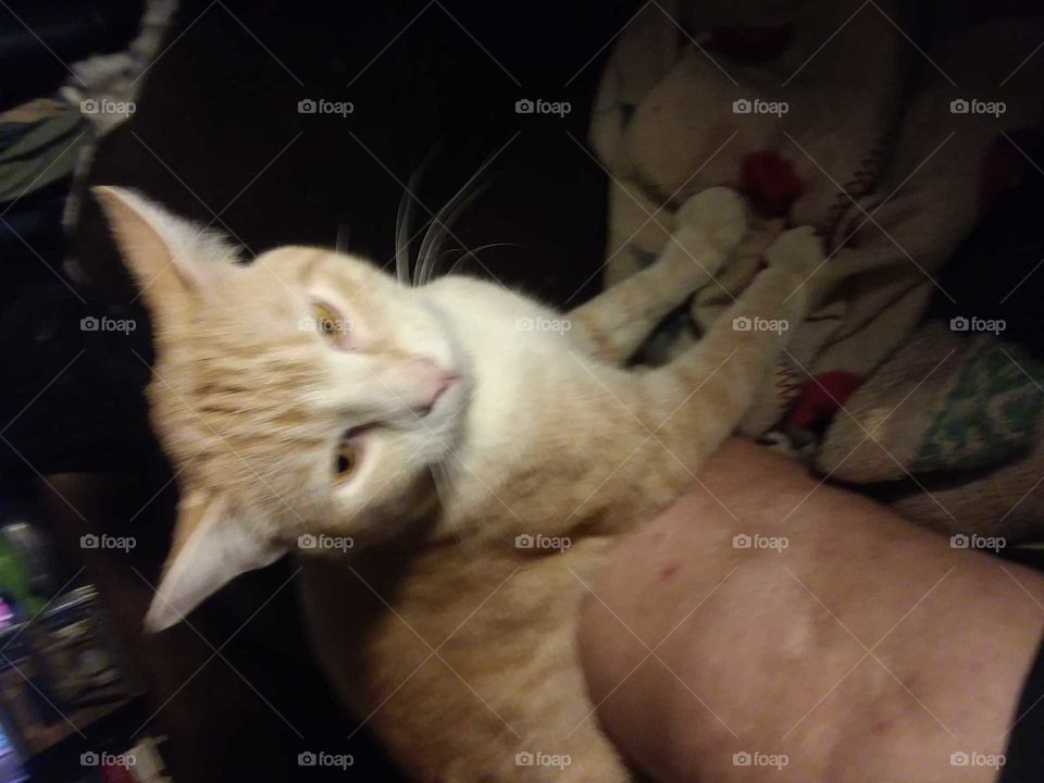 Chester April 28,2018 kitty.