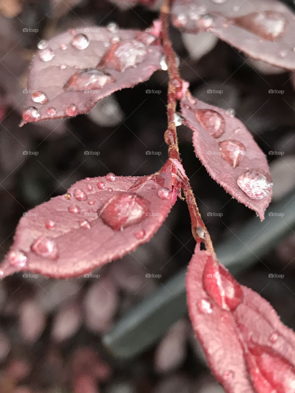 Red and rain 