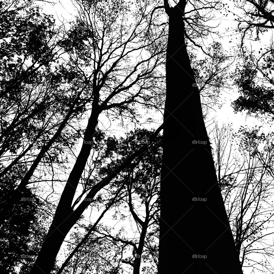 Trees silhouettes