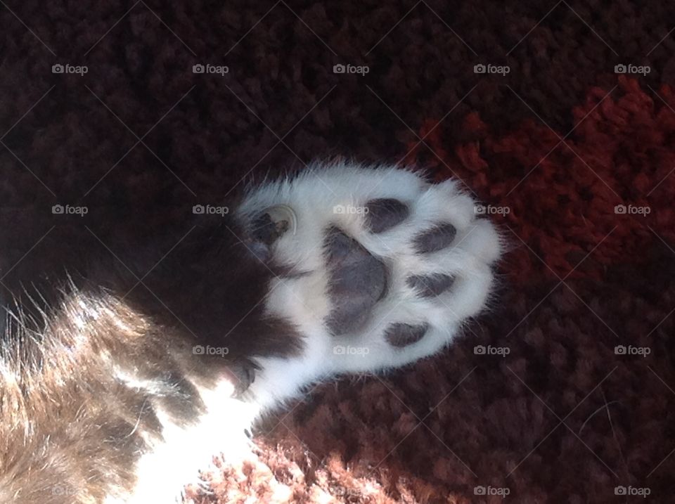 My cats black and white pad closeup.