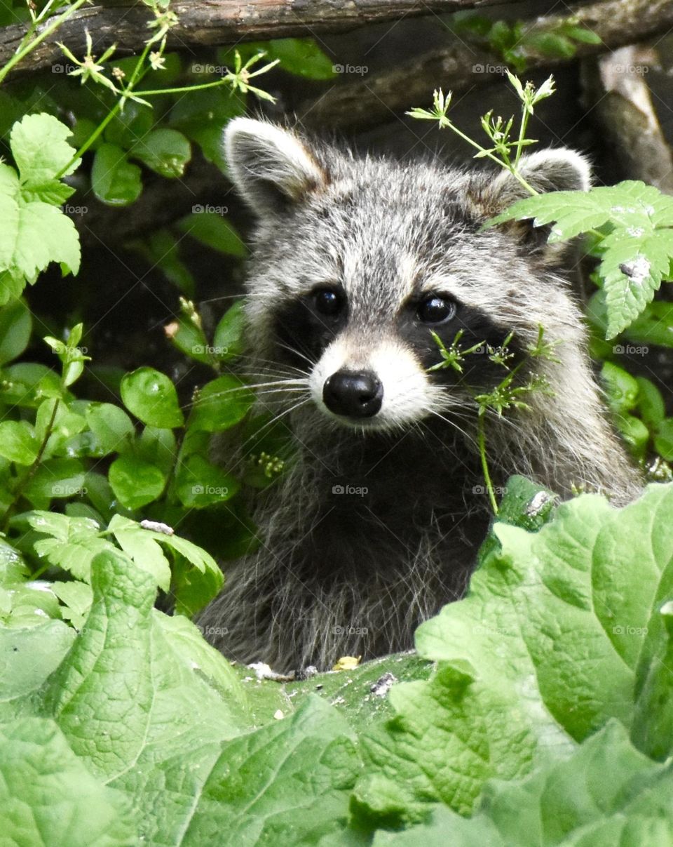 Raccoon peeking through weeds