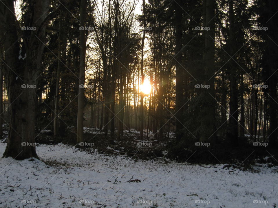 Snow In The Woods