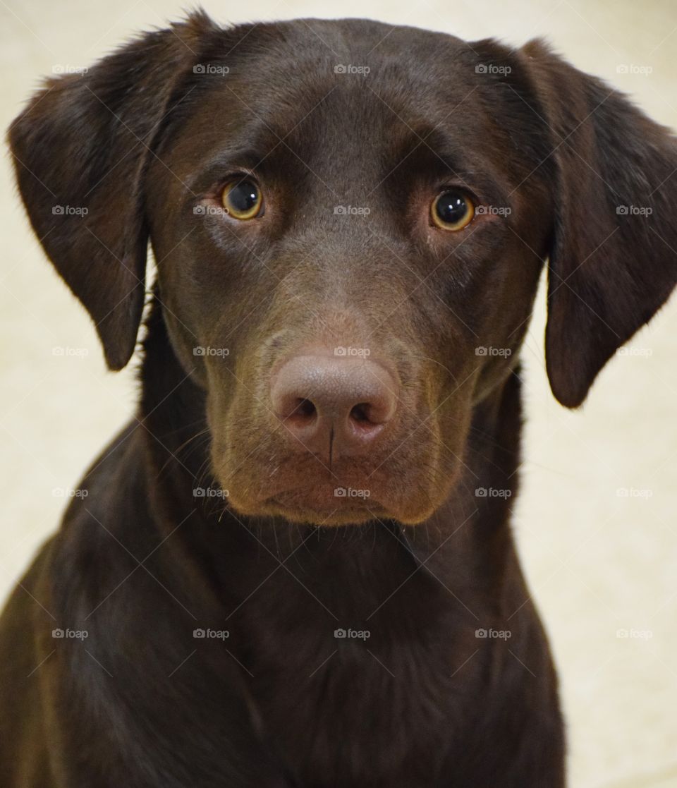 Close-up of brown Labrador