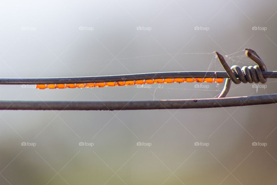 orange eggs on a metal wire