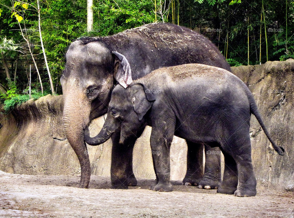 animal love mother elephant by landon