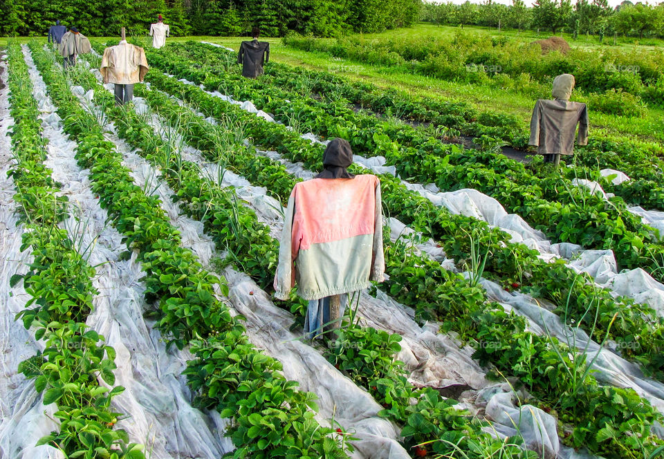 scarecrow in rural area on field