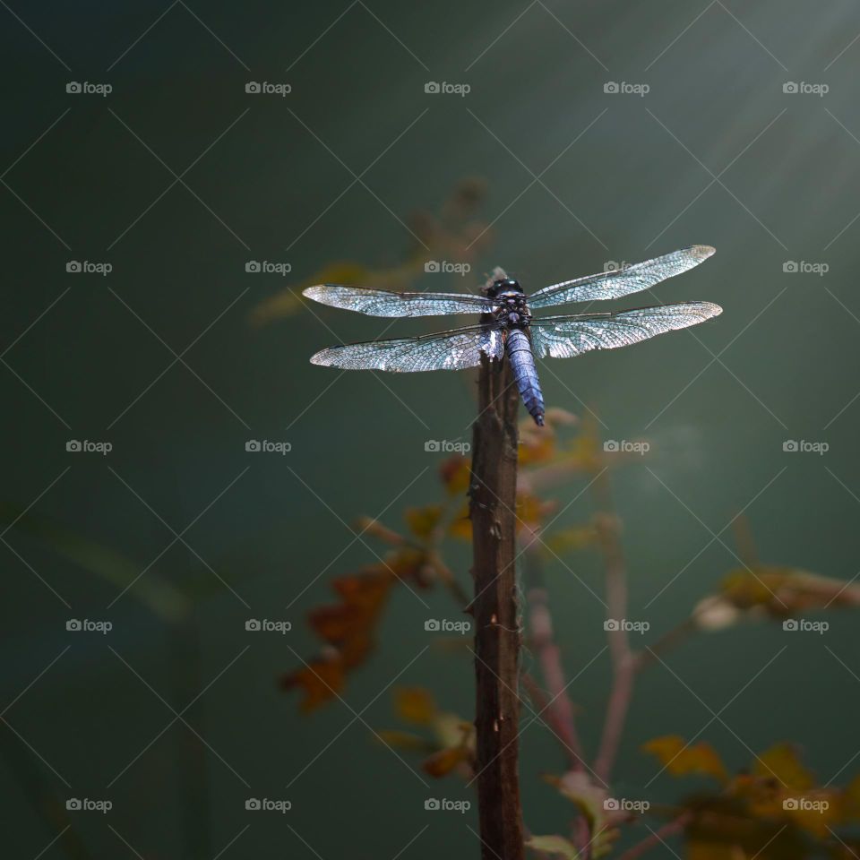 Dragonfly 