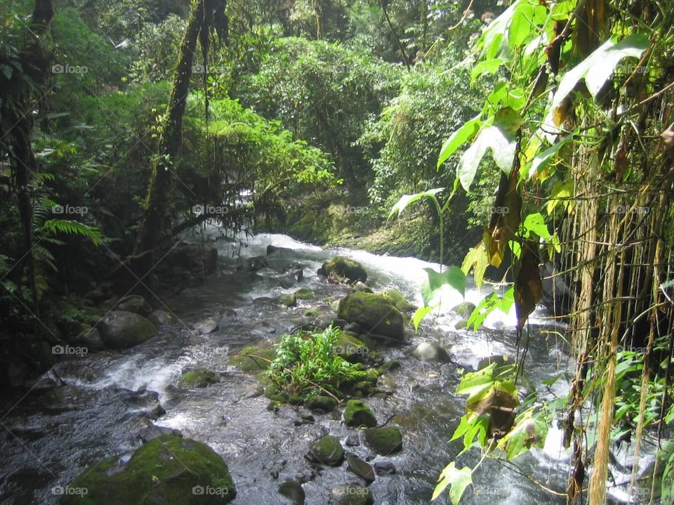 Jungle River. Siripique River in Costa Rica