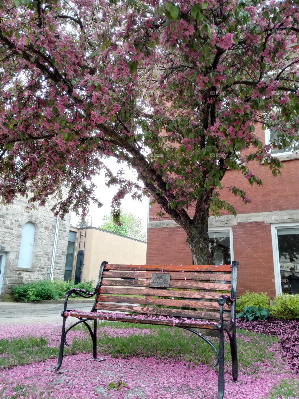 Pink flower tree and bench in Elora, Canada
