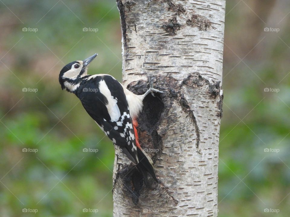 A woodpecker on a tree 