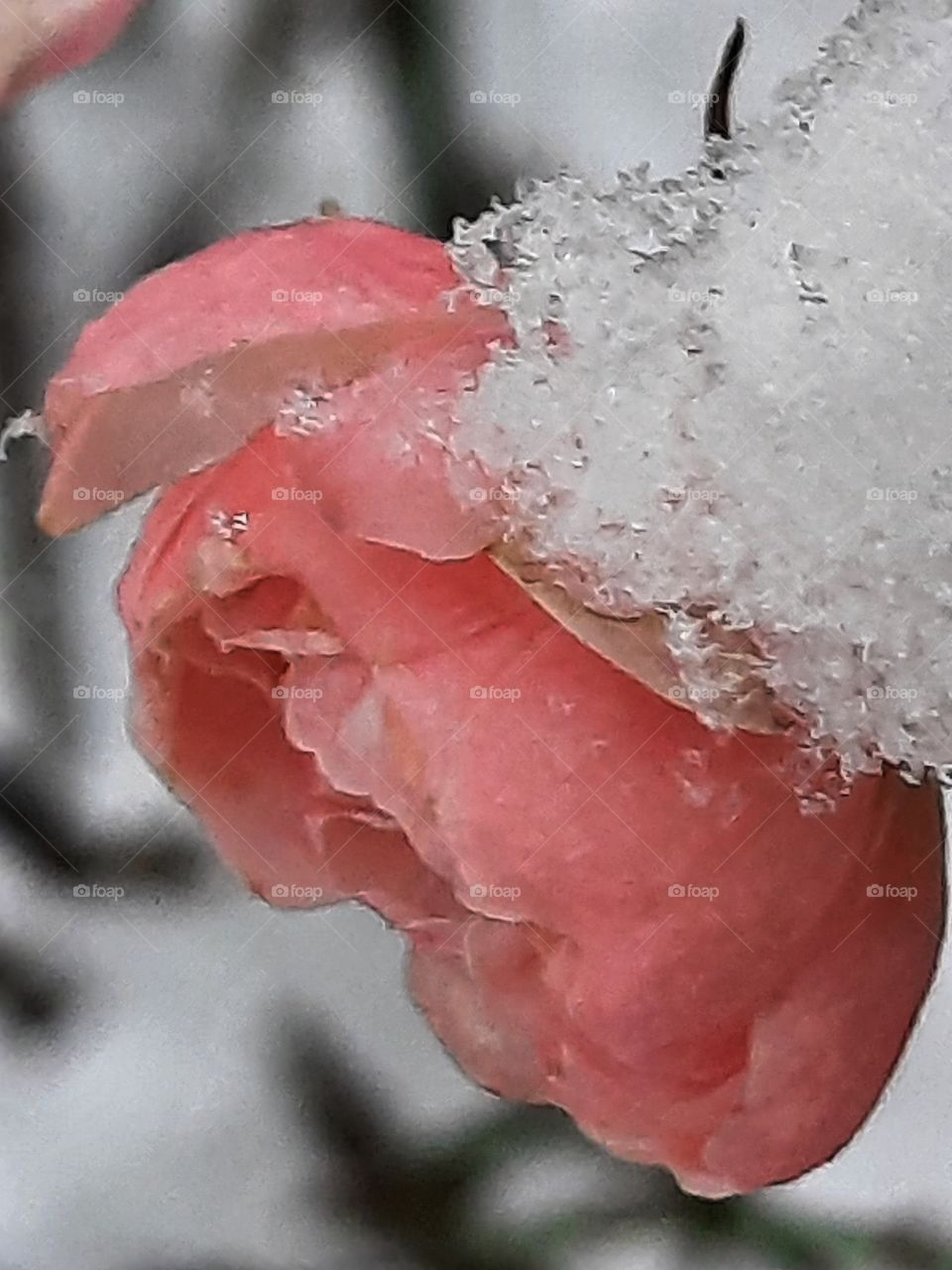 pink rose covered with snow in winter garden