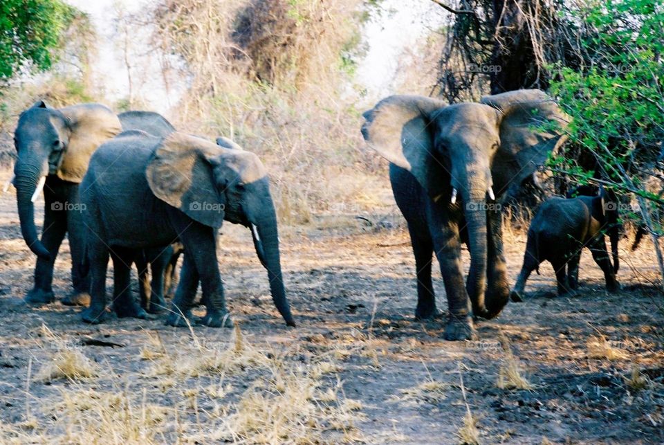 Elephant Family, Zambia, Africa