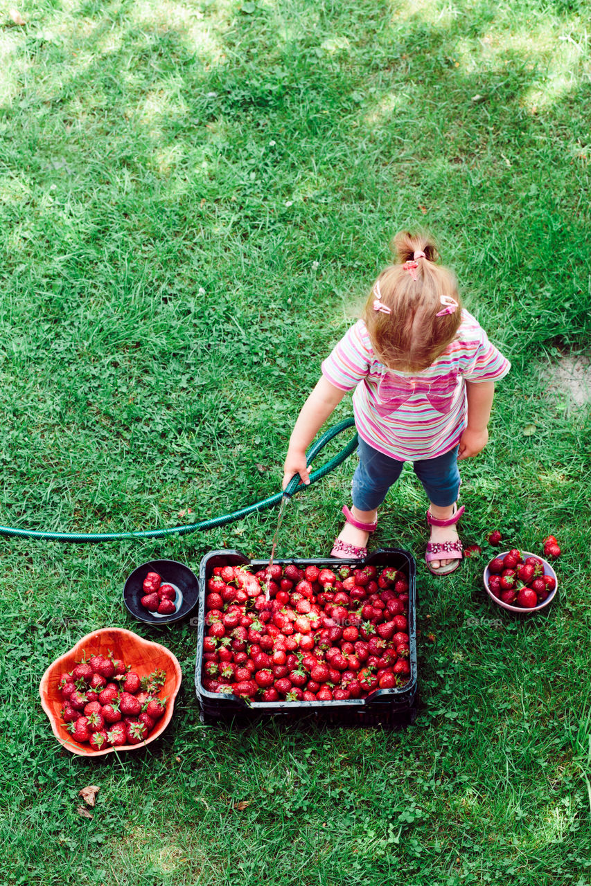 Little girl washing strawberries freshly picked in a garden