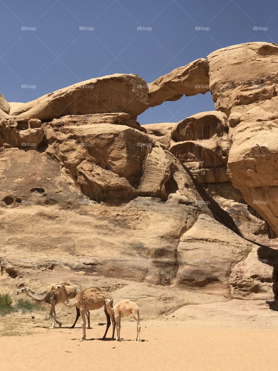 Camels. Wadi rum desert. Jordan