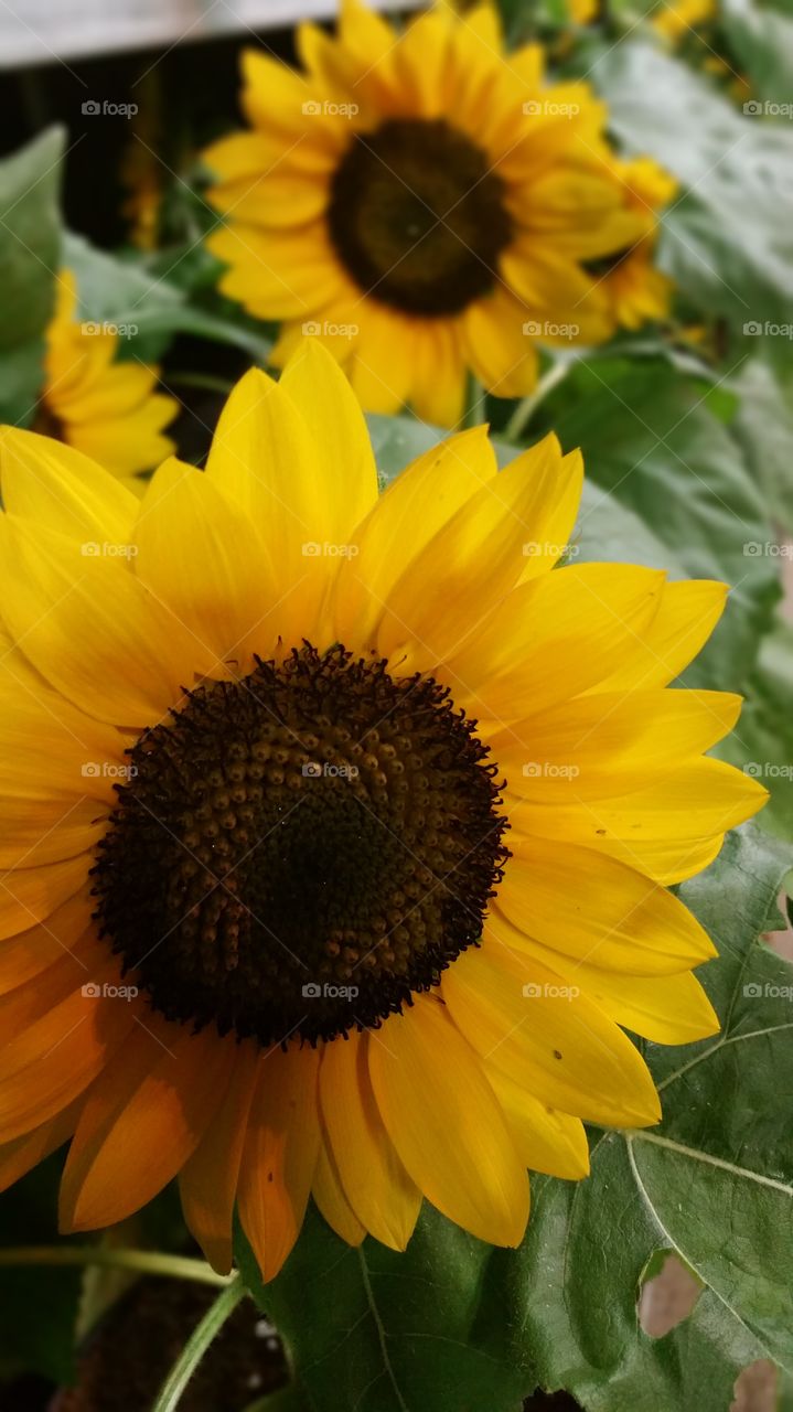 Tow sunflowers