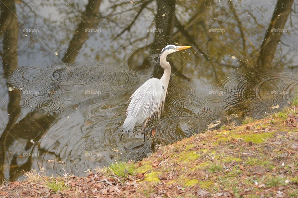 A colorful Great Blue Heron