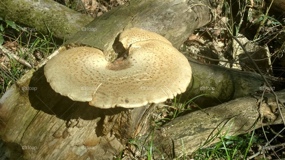 Fungus, Mushroom, Nature, Wood, No Person