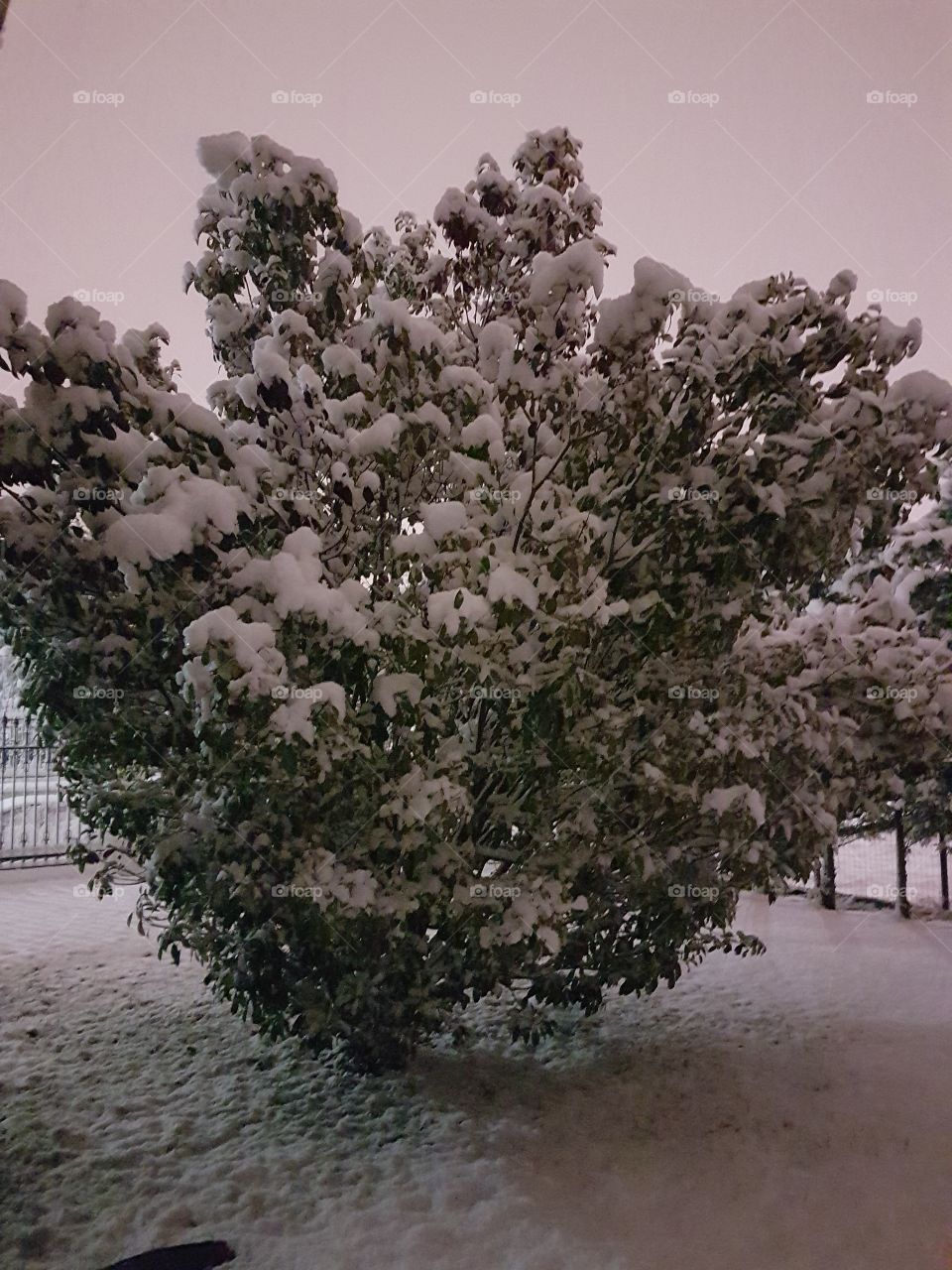 Snow tree