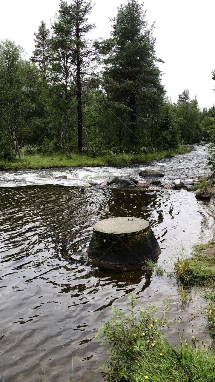 River in evergreen forest