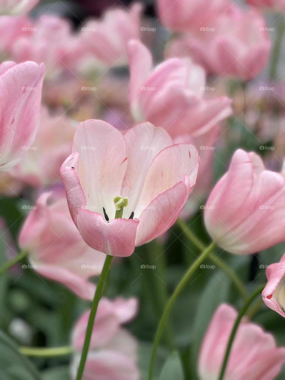 Tulip